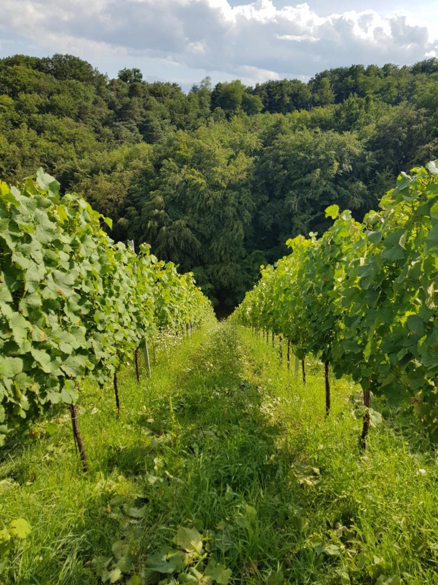 Wine House Kaloh Vila Maribor Exterior foto